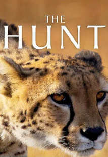 Subtitrare BBC - The Hunt (2015)